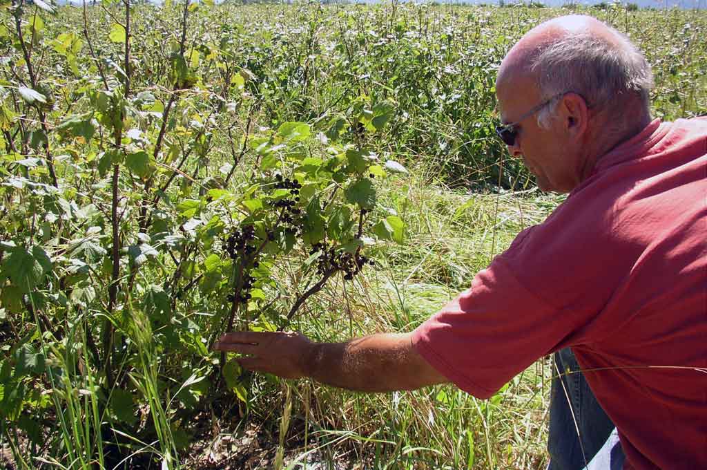 Plants de cassis